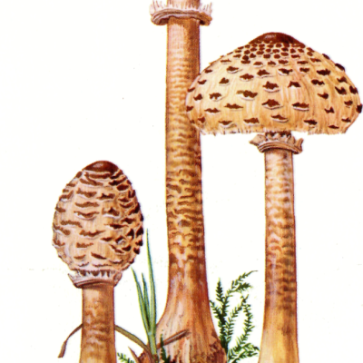 Psilocybin Mushrooms